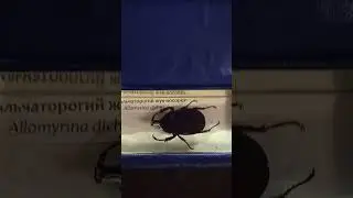 жук-носорог японский [Allomyrina dichotoma] . презентация экземпляра.