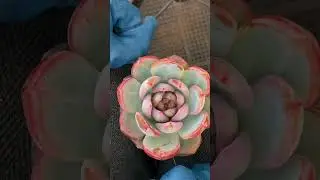 Succulent Decapitation: How to Propagate by Beheading