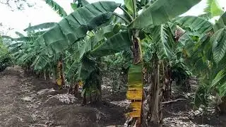 Finca Productiva con Casa en Venta en Dominicana 20242001A