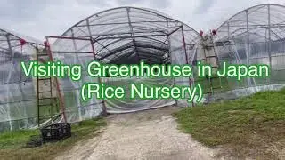 Rice Nursery in Japan / Rice Planting