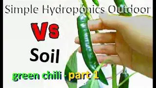 Simple Hydroponics Outdoor VS Soil (Green Chili) - Part 1