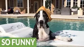 Fashionable Great Dane chills out on pool floatie