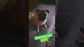 Проспал еду #music #calmdown #love #ias #rema #cutepug #pug #speakpug #funnypug #собака