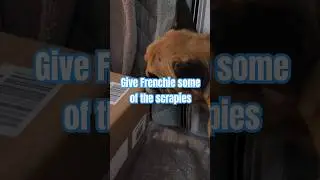 Give Frenchie some of the scrapies