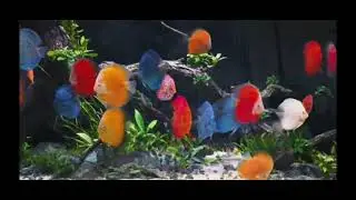 Discus fish care and breeding intro #discus #fishtank #tropicalfishtank #aquarium 