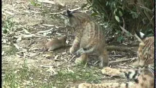 Bobcat & kittens