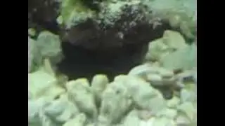 Fish Spitting out sand