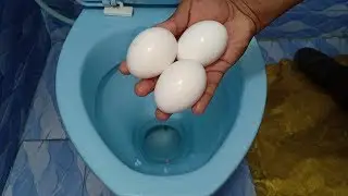 Will it Flush? - Eggs