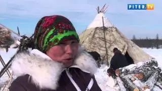 Чум, олени и тундра: Piter.TV рассказывает, как живут ненцы