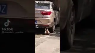 #shorts# cat working out# funny animals