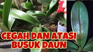 MENGATASI BUSUK DAUN ANGGREK BULAN - Tips Mencegah Hama Penyakit Anggrek