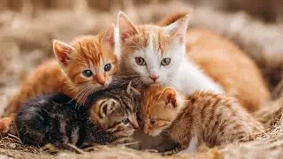 Adorable Kittens Playtime with Mom!  Cute Pet Moments
