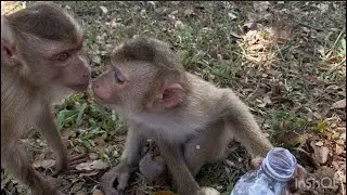 The two little skinny monkeys forest eating corn and drink water in the ground.