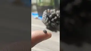 Isopod aka Pillbug #isopod #pillbug #terrarium #insects #naturecore #shorts #viralshorts