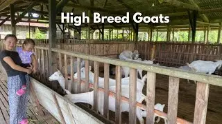Farm Visit: High Breed Goats in the Mindanao Countryside With Family
