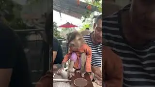 Grandpa next to monkey Sam is so cute #shorts