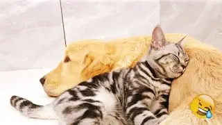 Funny animal video for a great mood! 🐈 Smile! 😺 🙃 Funniest Animals 2025