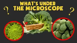 Что такое ЭТО под микроскопом? Популярные объекты под Микроскопом 🧠  Викторина