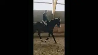 Trot Up with the Zaldi Drim-Atlanta TM-SYSTEM [Thigh block].