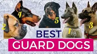 Best Guard Dog Breeds | Popular Dog Breeds for Protection | Security Dogs