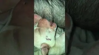 new born puppy feeding mother milk #shots #trending #ytshorts #youtubeshorts