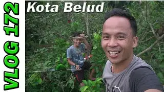 Memikat Serindit di POKOK RAMBUTAN _ Vlog 172
