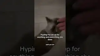 This is how you build up your cat&rsquo;s confidence!✊ #cats