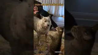 Ketika besti jahil random #funny #animals #cute #funnyvideo #pets #animation #lucu #hewanlucu