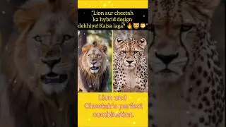 &ldquo;Lion aur cheetah ka hybrid! Kaisa laga yeh combo? 🦁🐆&rdquo; #viral #youtubeshorts #trending #shorts