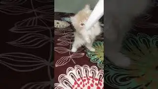 cute acts of my kitten#mykitten #mybaby