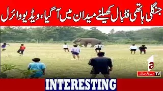 Wild elephants playing football in the field || Interesting News || A1tv || 9 January 2026