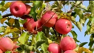 Harvesting red apples  Turkey Fruit Apple export 🍎😍