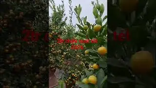 Price 2 million VND for a kumquat tree in a pot for Tet 2026 (Year of the Horse).