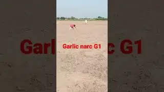 Garlic narc G1 farming in Pakistan 2022