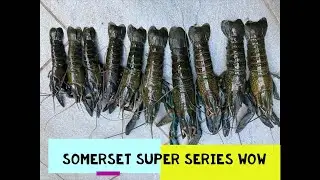 RED CLAW SOMERSET DAM FISHING MARATHON SERIES CATCHING RED CLAW YABBIES IN QUEENSLAND YABBY FISHING