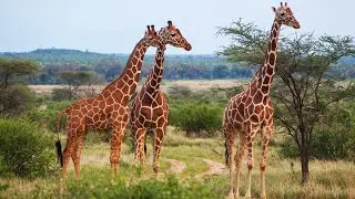 How People Are Helping Save Giraffes