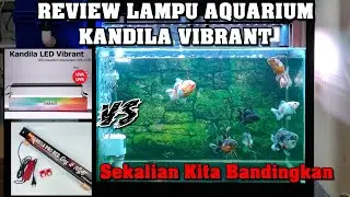 Review Lampu Aquarium Kandila Vibrant VS Pro Red Day & Night