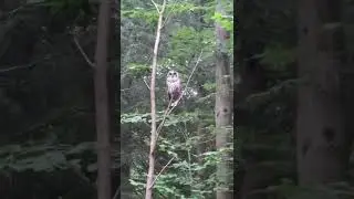 Barred Owl screech