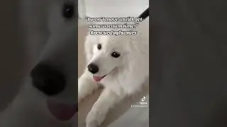 #rescuedogfunnies #focusongoodenergy #followme #samoyed #rescuedog #dog #dogs #deanenglandtv