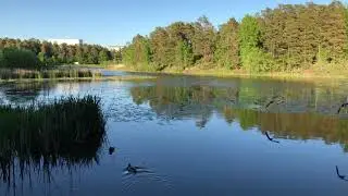 Grimsta Nature Reserve 4K