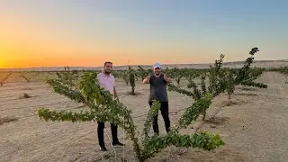 للبيع فرصه عظيمه لصغار المستثمرين 2 فدان كمثرى 🍐 مبشرين ونخيل صعيدي بسعر لقطه ؟!