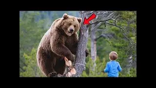 Mother Bear stuck on the Tree beg this Baby   What this Baby did you everyone in Tears 😭   Cheesy S