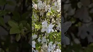Spring in Tokyo 🌸 Azalea Garden in Nezu Shrine ⛩️✨️ #azalea #tokyo #spring #nezushrine #japantrip
