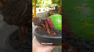 Coconut Bonsai Minions / Bonsai Kelapa Pot Ceper #mamebonsaikelapa #mamebonsai #coconutbonsai