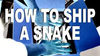 How to Ship a Snake (A Casual Guide)