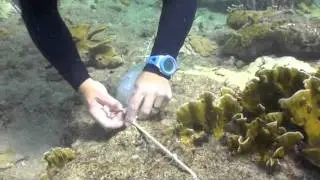 Reseeding the reef