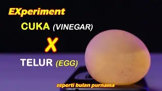 EXperiment !! RENDAM TELUR DALAM CUKA SELAMA 48 JAM (An egg soaked in vinegar for 48 hours)