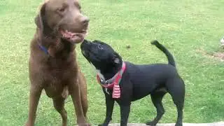 Buddy & Leia.