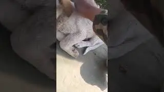 Cute baby. Mom less dog. Voiceless animal love. #love #reels #comedy #viral #trending #viralvideo🇳🇵🙏