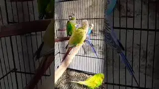 Green conure parrot #birds #birdstv4u #4kbirds #parrot #petbird #cattvbirds #birdsounds #birdslover